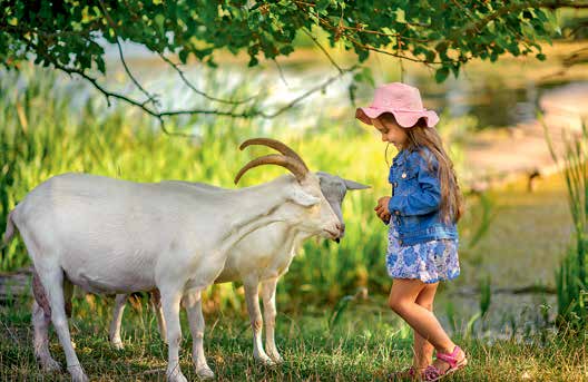 На Львовщине тоже действует подобный формат: в Мастерской по производству козьего сыра «Шеврет» помимо экскурсии и дегустации туристам предложат прогуляться со стадом коз по полю, а детям - покататься на осле